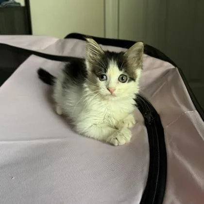 A baby small-sized female Domestic Short Hair cat named Smores for adoption in Atlanta, GA