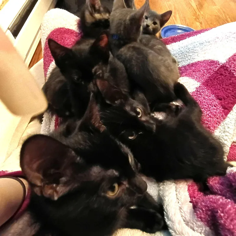A baby medium-sized female Black Domestic Short Hair cat named April for adoption in Germansville, PA