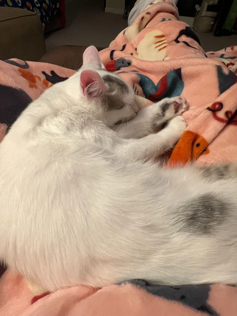 Miss Bella thumbnail 2