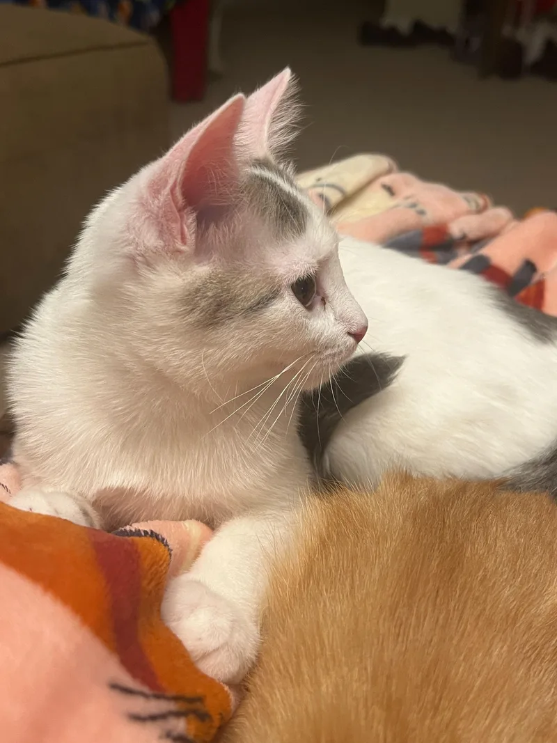 Miss Bella thumbnail 3