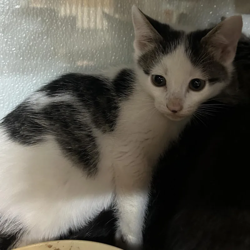 A baby small-sized male Torbie Domestic Short Hair cat named Draco for adoption in Point Richmond, CA