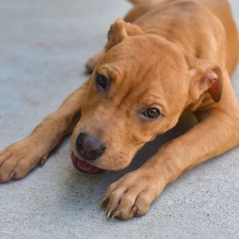 A young medium-sized female Yellow / Tan / Blond / Fawn Pit Bull Terrier dog named Bandit for adoption in Ottawa, KS