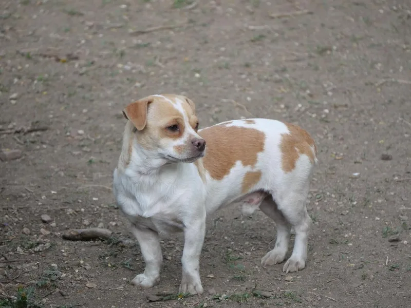 An adult small-sized male Dachshund dog named Beto for adoption in Boulder, CO