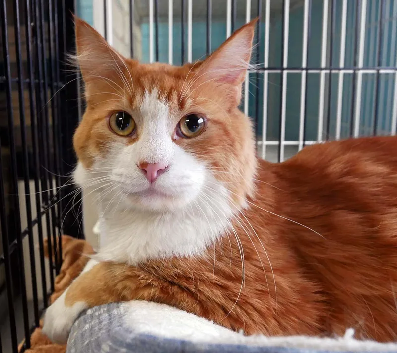 A young medium-sized male Domestic Medium Hair cat named Chester for adoption in Bloomingdale, NJ