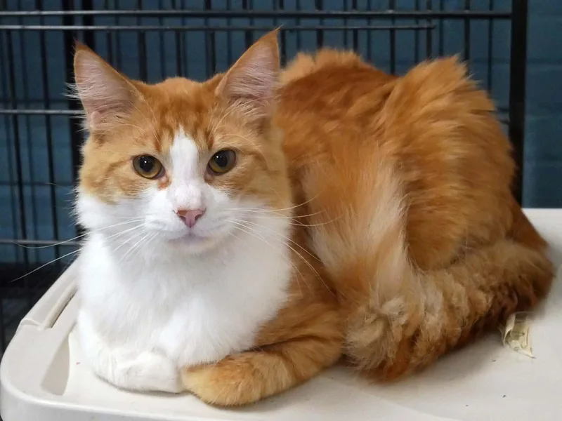 Chester thumbnail 2