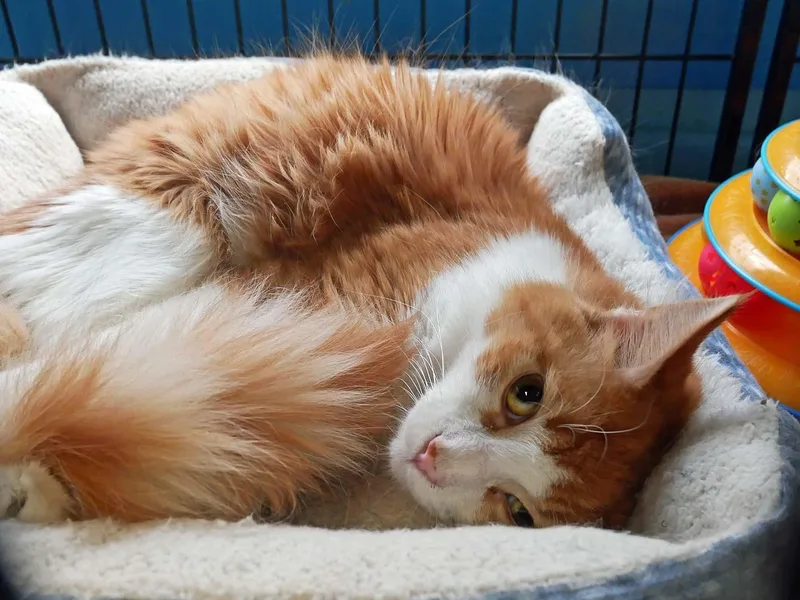 Chester thumbnail 4