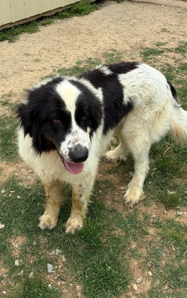 A young large-sized male Great Pyrenees dog named Mick Jagger for adoption in Fayetteville, TN