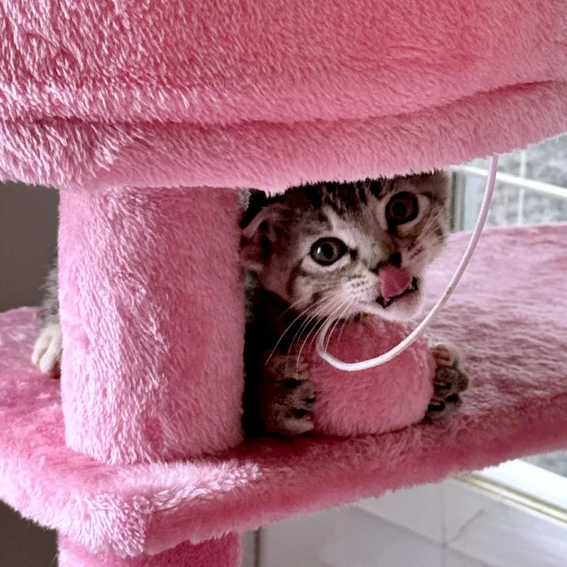 A baby small-sized female Brown / Chocolate Domestic Short Hair cat named Jambalamb for adoption in Austin, TX