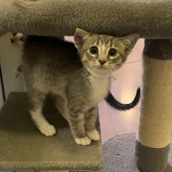 A baby small-sized male Domestic Short Hair cat named Applejack for adoption in Walnut Creek, CA