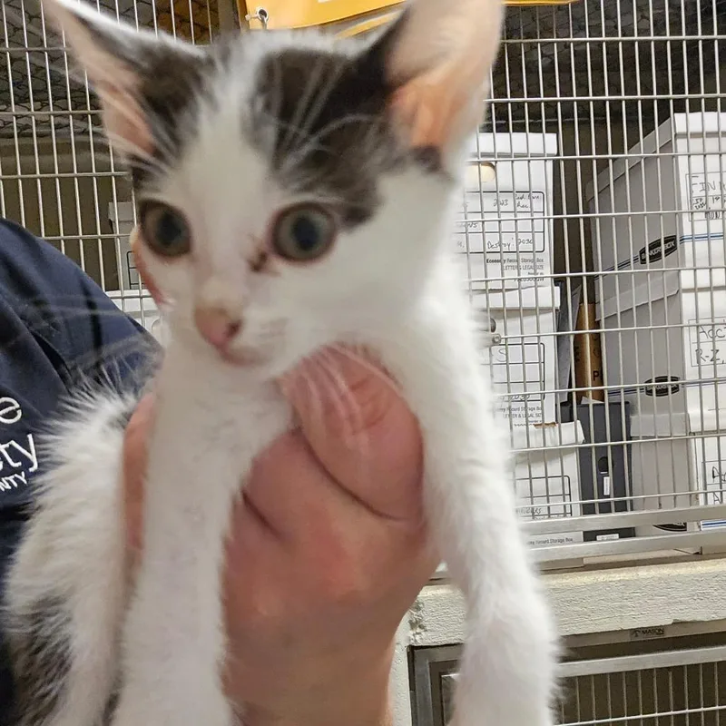 A baby small-sized male Black Domestic Short Hair cat named Fernando for adoption in Bristol, IN