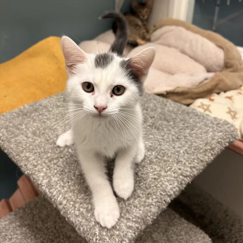 A baby small-sized male Calico Domestic Short Hair cat named Cumin for adoption in Fresno, CA
