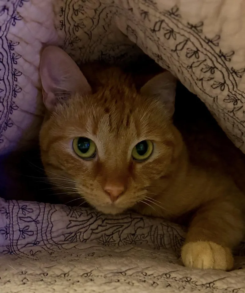 A young medium-sized female Tabby (Orange / Red) Domestic Short Hair cat named Sunny for adoption in Nashville, TN