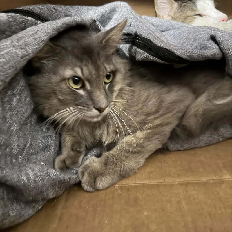An adult medium-sized male Domestic Medium Hair cat named Duncan for adoption in Pottsville, PA