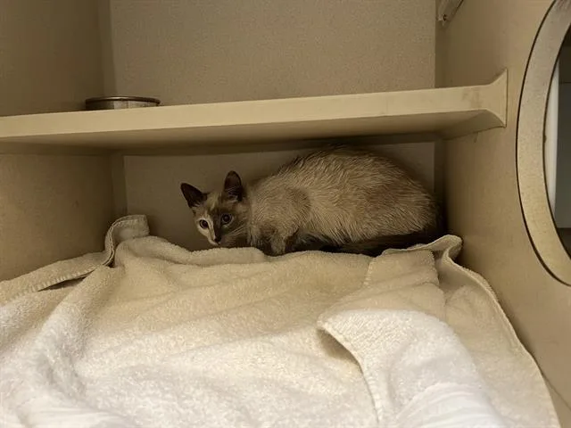 An adult small-sized female Domestic Short Hair cat named Wendy The Welder for adoption in Denver, CO