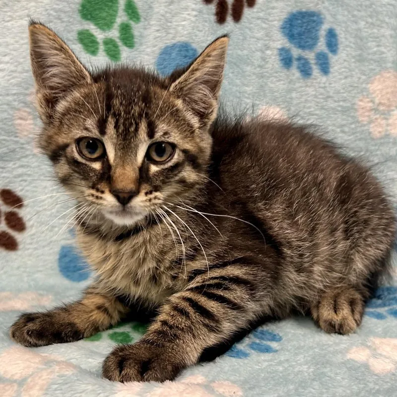 A baby small-sized male Brown / Chocolate Domestic Short Hair cat named Billy Cranston for adoption in St Joseph, MO