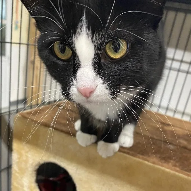 An adult medium-sized female Domestic Short Hair cat named Raven for adoption in Kankakee, IL