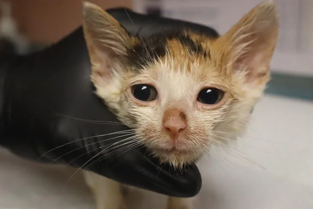 A baby small-sized female Domestic Short Hair cat named Claire for adoption in Columbia, SC