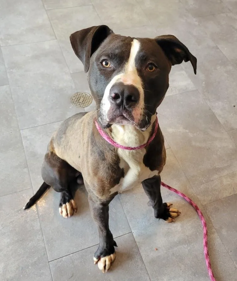 A young large-sized male Brown / Chocolate Pit Bull Terrier dog named Tito for adoption in Lisbon, OH