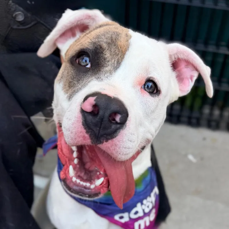 A young medium-sized male White / Cream Pit Bull Terrier dog named Maverick for adoption in Durham, NC