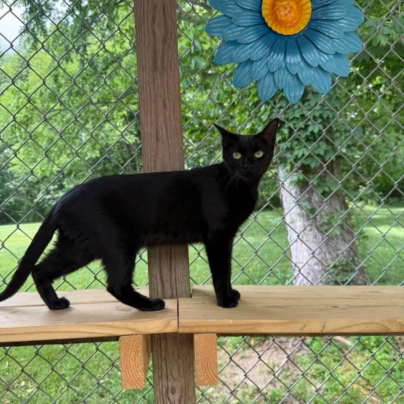 An adult medium-sized female Black Domestic Short Hair cat named Winky for adoption in Richmond Dale, OH