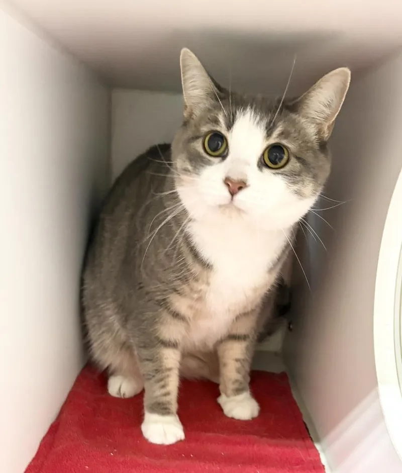 An adult large-sized female Domestic Short Hair cat named Taylor ~ Front Paw for adoption in Rochester, IN