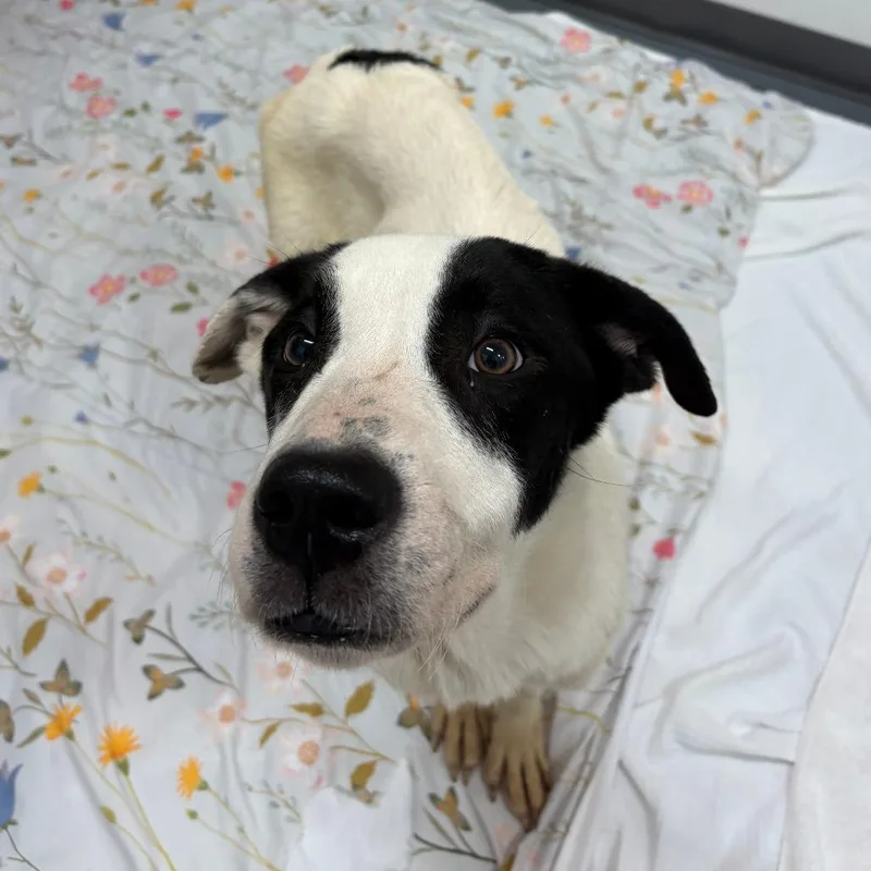 A young medium-sized male White / Cream Great Pyrenees dog named Famous Bowl for adoption in Austin, TX
