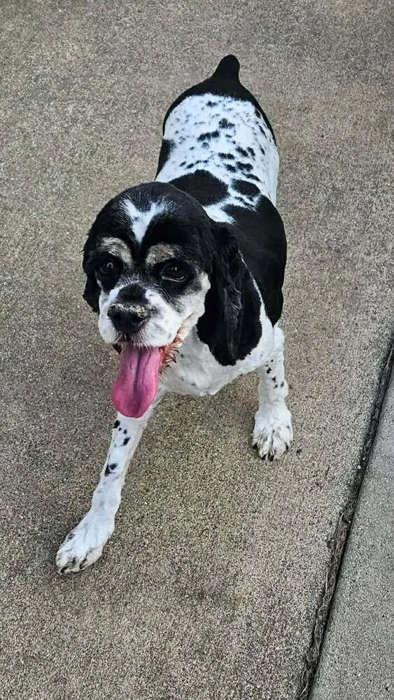 An adult small-sized female Tricolor (Brown, Black, & White) Cocker Spaniel dog named Darcy for adoption in Peoria, IL