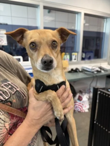 An adult small-sized male Chihuahua dog named Stanley for adoption in Chatsworth, CA