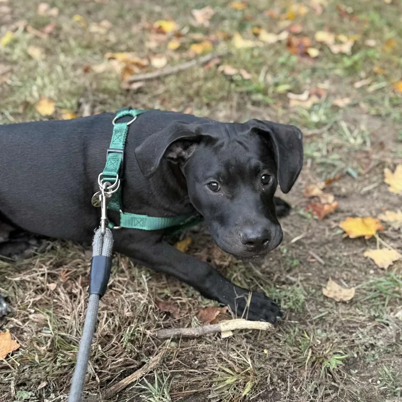 Washburn thumbnail 3