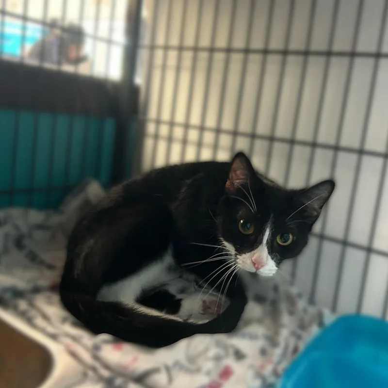 An adult large-sized female Domestic Short Hair cat named Willow for adoption in Davenport, IA