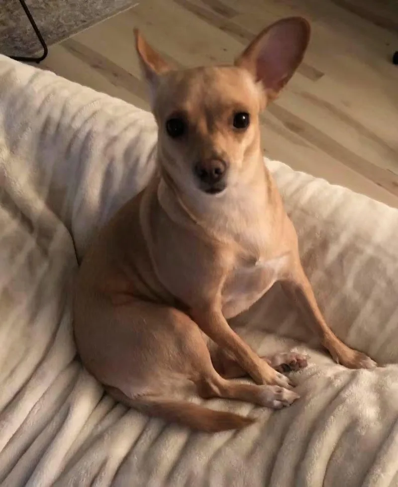 An adult small-sized female Chihuahua dog named Birdie for adoption in Panama City, FL