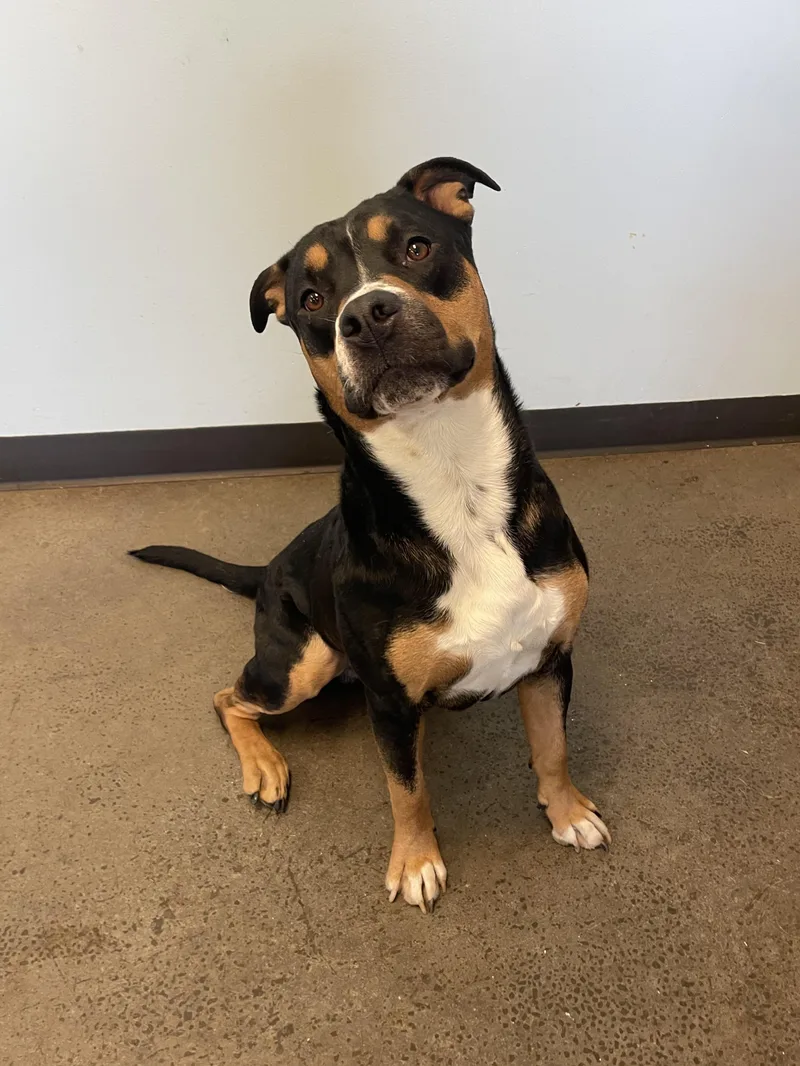 A young large-sized male Tricolor (Brown, Black, & White) Mixed Breed dog named Paul for adoption in Mishawaka, IN