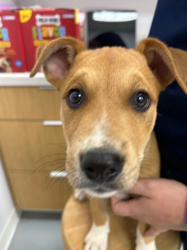 A baby medium-sized male Shepherd dog named Ying for adoption in Hartsville, SC