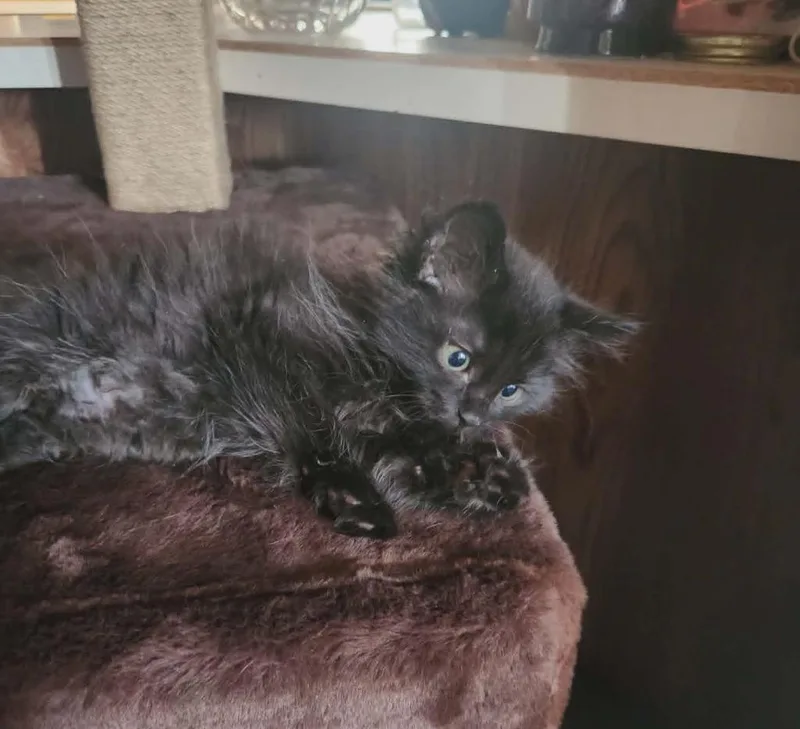 A baby medium-sized female Domestic Short Hair cat named Sylvanas for adoption in Parkville, MD