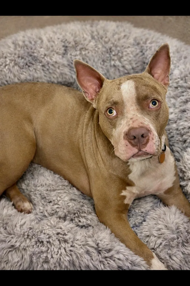 An adult large-sized male Sable American Staffordshire Terrier dog named Tanker for adoption in Houston, TX