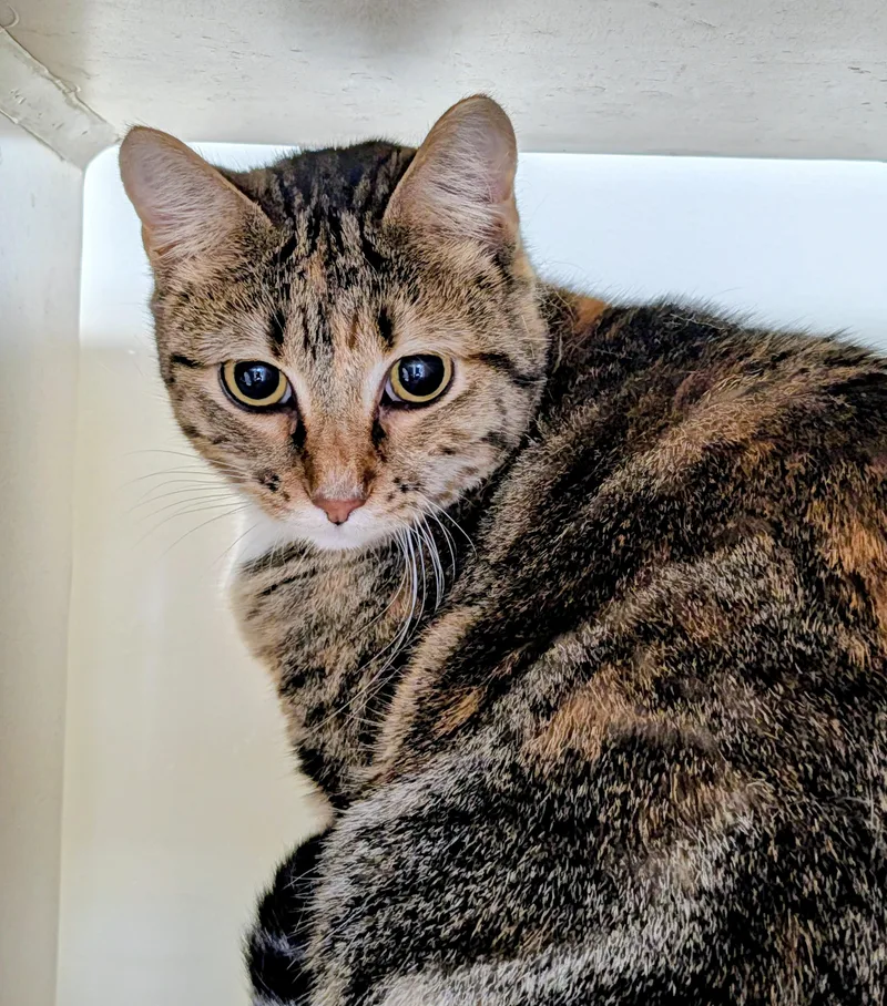 An adult medium-sized female Calico Domestic Short Hair cat named Sally for adoption in Decatur, IL