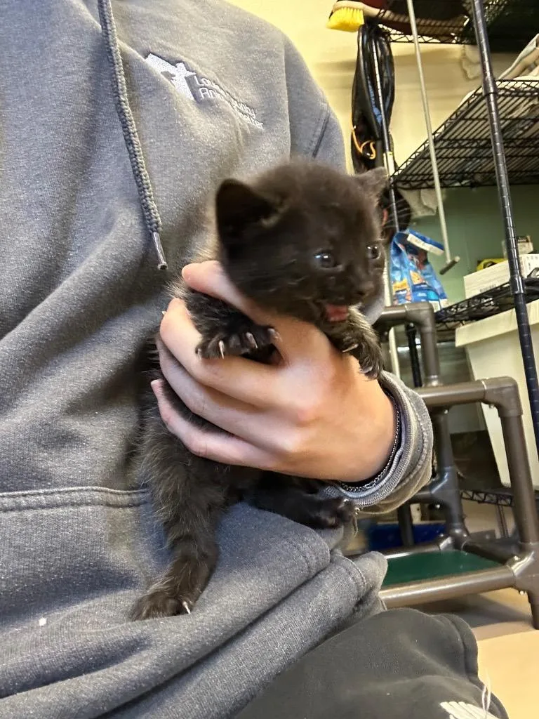 A baby medium-sized female Domestic Short Hair cat named Jnana for adoption in Mineral, VA
