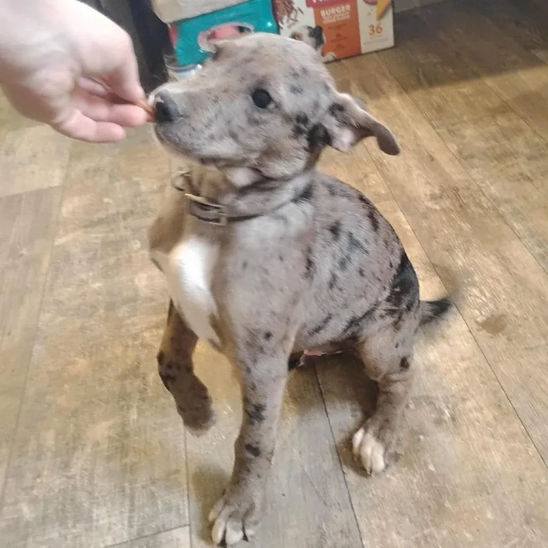 Bosco