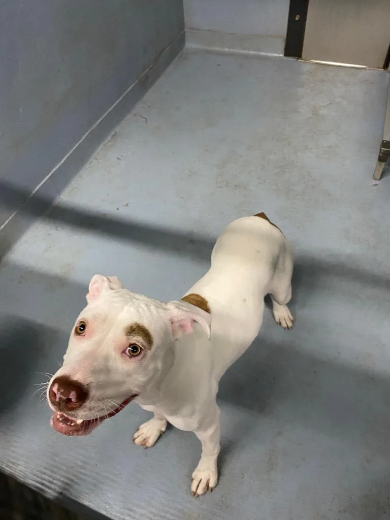A young medium-sized female Mixed Breed dog named Shelly for adoption in Cartersville , GA