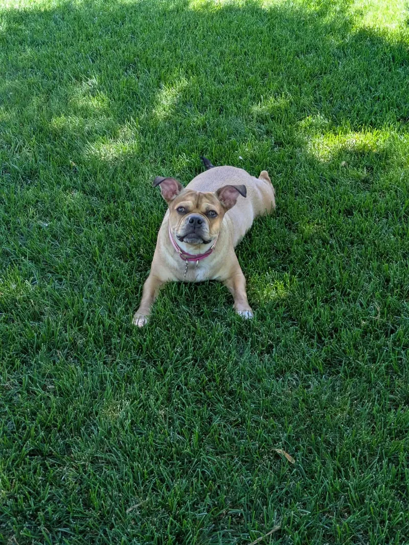 An adult medium-sized female Pug dog named Fergie for adoption in Grand Forks, ND