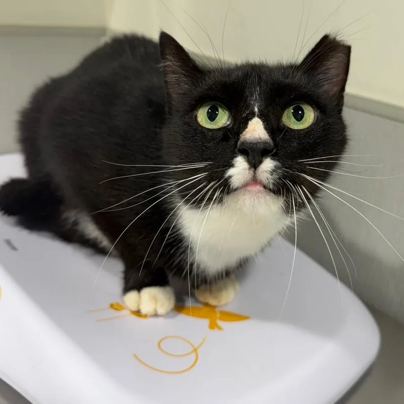 An adult large-sized male Domestic Short Hair cat named Johnny for adoption in Tampa, FL