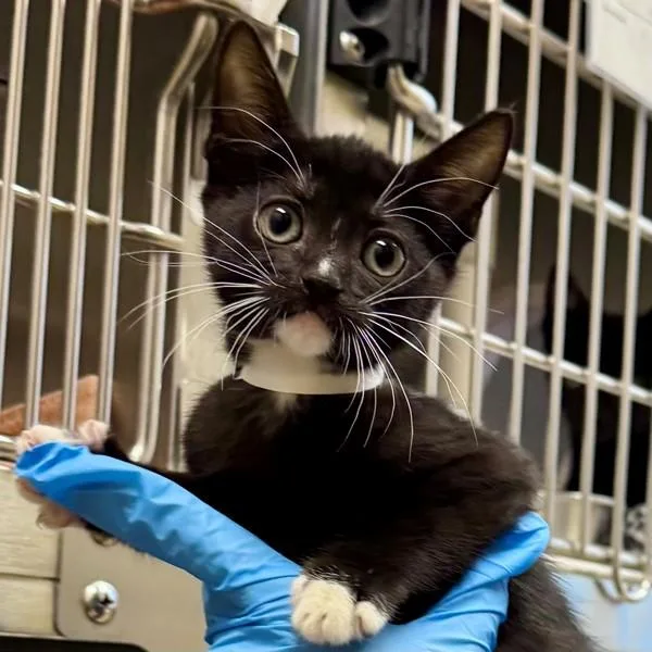 A baby small-sized female Domestic Short Hair cat named Middlehurry for adoption in Walnut Creek, CA