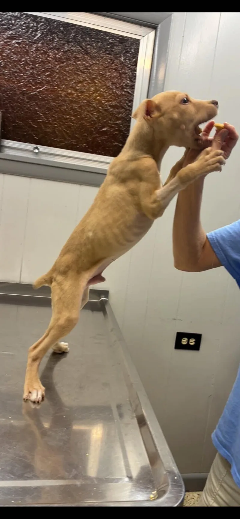 A baby small-sized male German Pinscher dog named Kevin for adoption in Bradenton, FL
