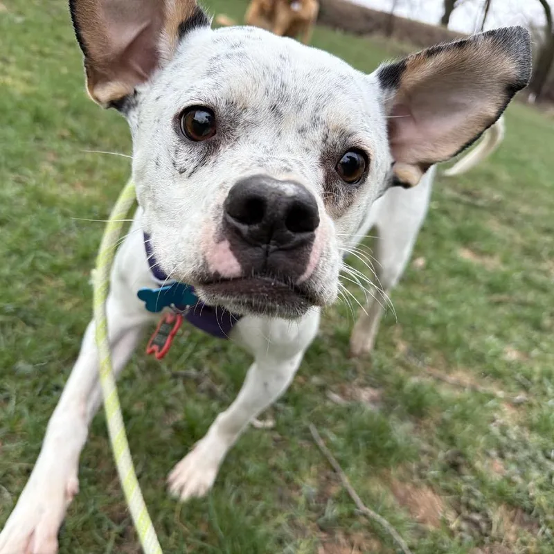 An adult medium-sized female White / Cream Mixed Breed dog named Penelope for adoption in Madison, WI