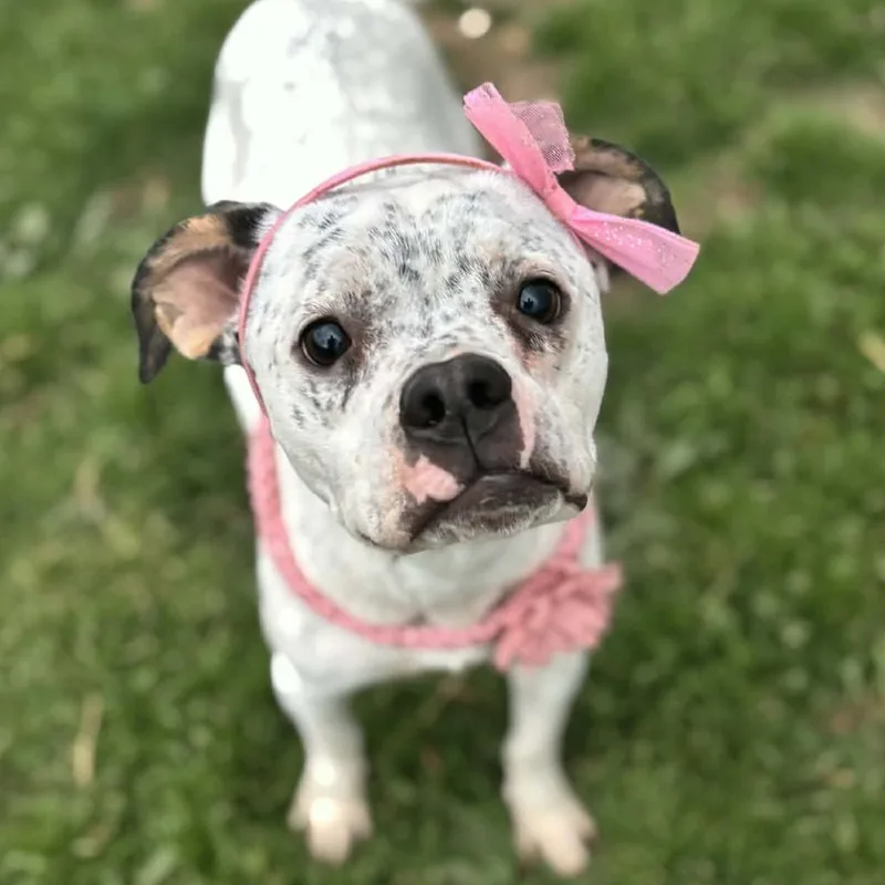 Penelope thumbnail 2