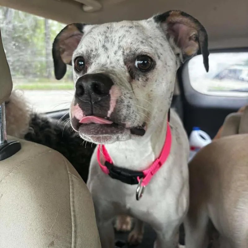 Penelope thumbnail 3