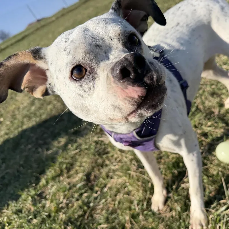 Penelope thumbnail 4