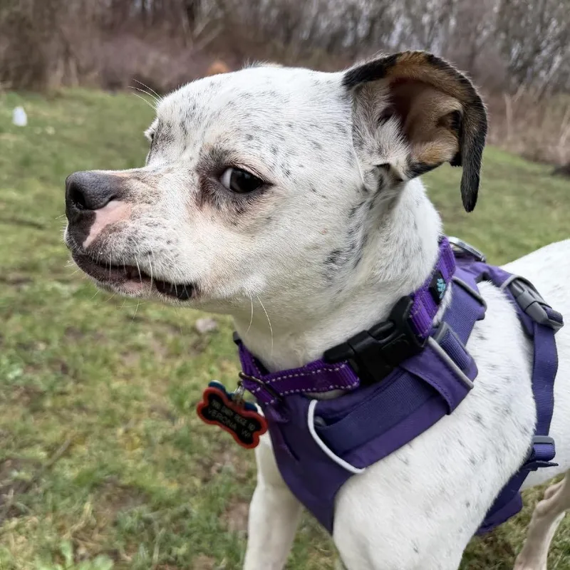 Penelope thumbnail 5