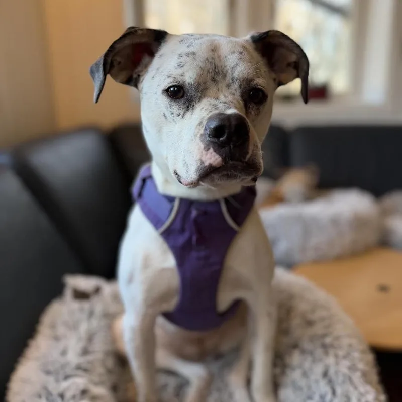 Penelope thumbnail 6