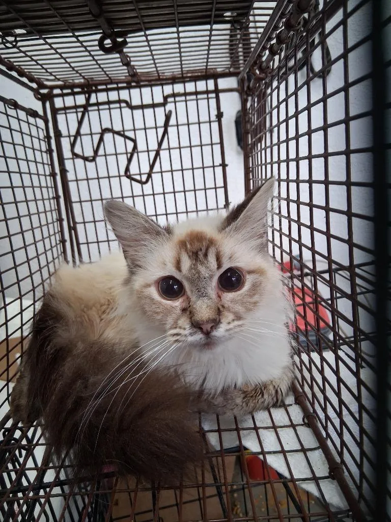 An adult large-sized male Domestic Medium Hair cat named Bumble for adoption in Brownwood, TX